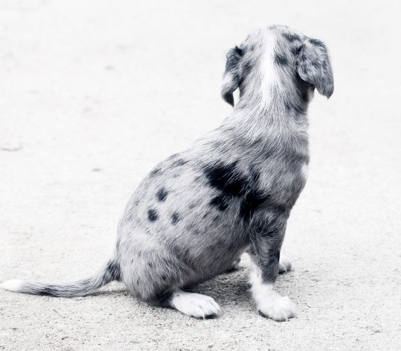 puppy